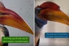 Satwa Langka Dikirim Tanpa Dokumen, Karantina Sulsel Diduga Lakukan Penyelewengan