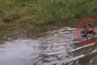 Penjudi Sabung Ayam di Gowa Takut Tertangkap Pilih Nyebur ke Danau (Ist)