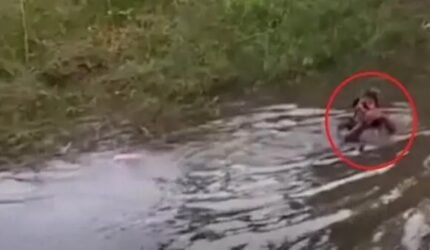 Heboh Penggerebekan Judi Ayam di Gowa, Pelaku Kocar-kacir hingga Nyebur ke Danau