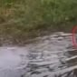Penjudi Sabung Ayam di Gowa Takut Tertangkap Pilih Nyebur ke Danau (Ist)