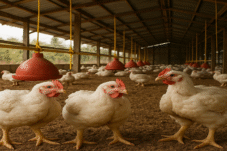 Hukum Dilanggar, Warga Jadi Korban, Bisnis Kandang Ilegal Diduga Dilindungi Oknum