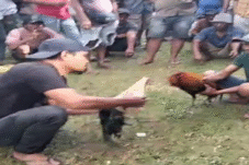 Kapolres Bulukumba Didesak Dievaluasi, Judi Sabung Ayam Tak Tersentuh Penegakan Hukum