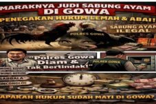 Judi Sabung Ayam di Gowa Tak Tersentuh Hukum? Ini Kata Aktivis