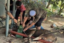 Sejumlah karyawan dan manajemen MaxOne Hotel & Resort Makassar bergotong royong memotong dan mengemas daging kurban, Rabu (27/5/2026)